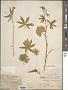 Sidalcea candida A. Gray