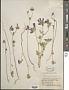 Sidalcea diploscypha A. Gray ex Benth.
