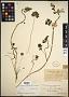 Sidalcea malviflora (DC.) A. Gray subsp. malviflora