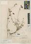 Sidalcea multifida Greene