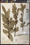 Sideroxylon lycioides L.