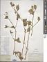 Silene baccifera (L.) Durande