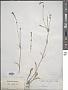 Silene bupleuroides L.