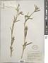 Silene conoidea L.