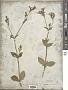 Silene dioica (L.) Clairv. subsp. dioica
