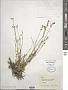 Silene douglasii Hook.