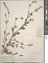 Silene gallica L.