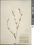 Silene gallica L.