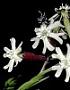 Silene hawaiiensis Sherff