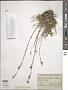 Silene jenisseensis Willd.