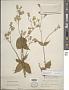 Silene multifida Edgew.