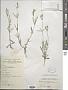 Silene multiflora (Ehrh.) Pers.
