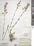 Silene multiflora (Ehrh.) Pers.
