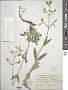 Silene nutans L.