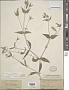 Silene parishii S. Watson