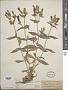Silene parishii S. Watson