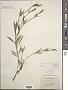 Silene parishii S. Watson