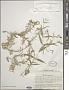 Silene procumbens Murray