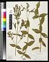 Silene regia Sims