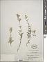 Silene repens Patrin