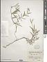 Silene repens Patrin