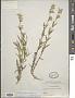 Silene repens Patrin