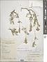 Silene repens Patrin