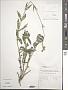 Silene sp.