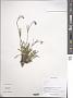 Silene sp.