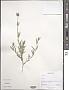 Silene sp.