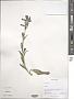 Silene sp.