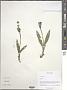 Silene sp.