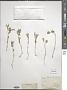 Silene sp.