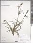 Silene sp.
