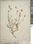 Silene spergulifolia (Willd.) M. Bieb.