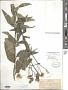 Silphium asteriscus L. var. asteriscus