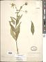 Silphium asteriscus L. var. asteriscus