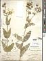 Silphium asteriscus L. var. asteriscus
