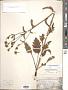 Silphium compositum Michx.