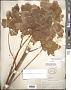 Silphium compositum Michx.