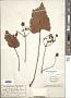 Silphium compositum Michx. subsp. compositum