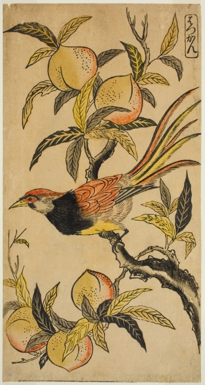 Silver Pheasant (Hakkan)