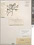 Silvetia compressa subsp. compressa