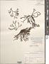 Silvetia compressa subsp. deliquescens P.C. Silva in P.C. Silva et al.