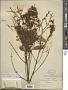 Simarouba glauca DC.