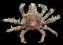 Simocarcinus simplex
