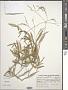 Sinapidendron rupestre Lowe