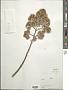 Sinclairia polyantha (Klatt) Rydb.