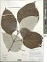 Sinclairia polyantha (Klatt) Rydb.