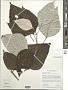Sinclairia polyantha (Klatt) Rydb.